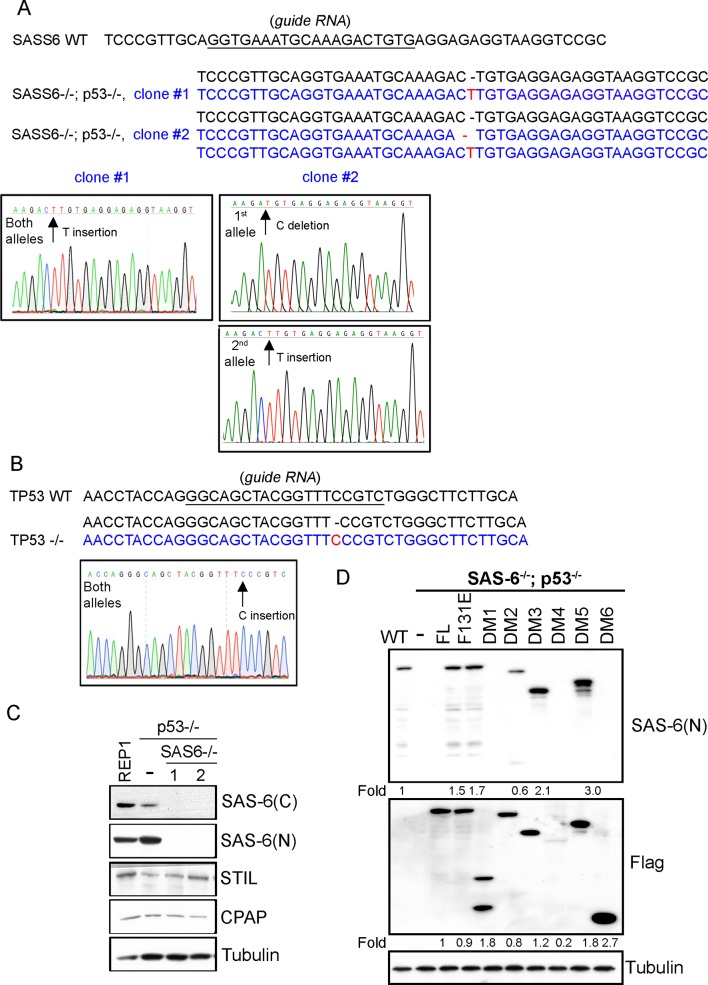 Figure 1—figure supplement 1.