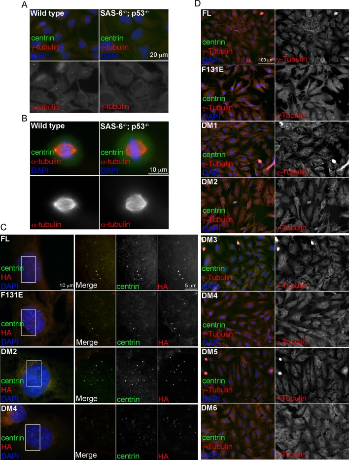 Figure 1—figure supplement 2.