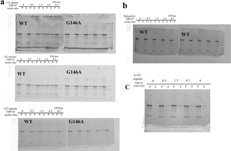 Figure 6—figure supplement 1.