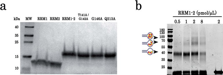 Figure 1—figure supplement 1.