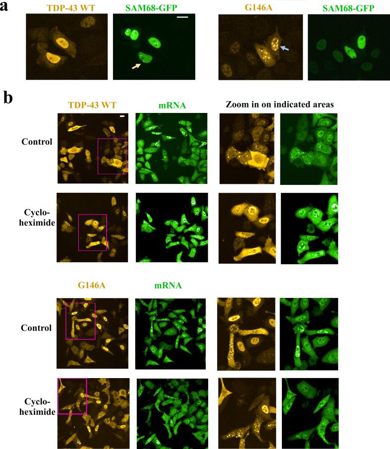 Figure 7—figure supplement 1.