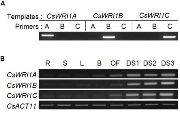 FIGURE 3