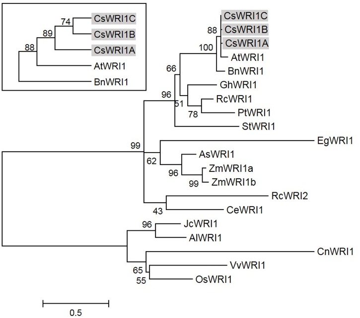 FIGURE 2