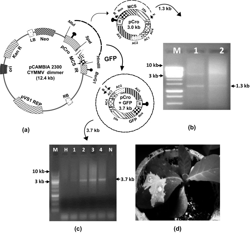 Fig. 5