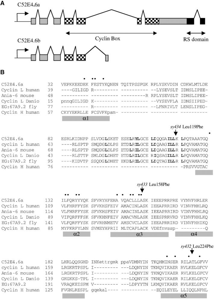 Figure 5.—