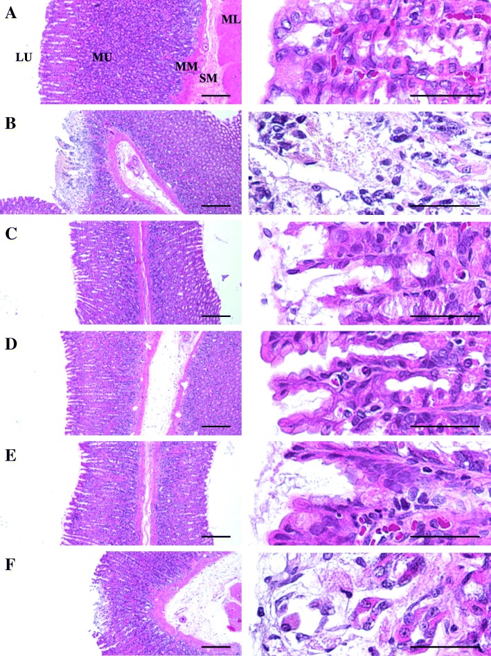 Fig. 5