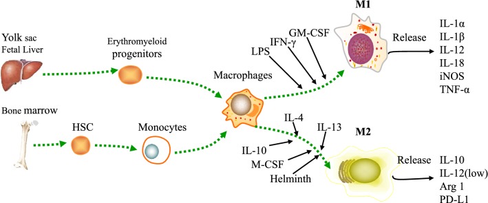 Fig. 1