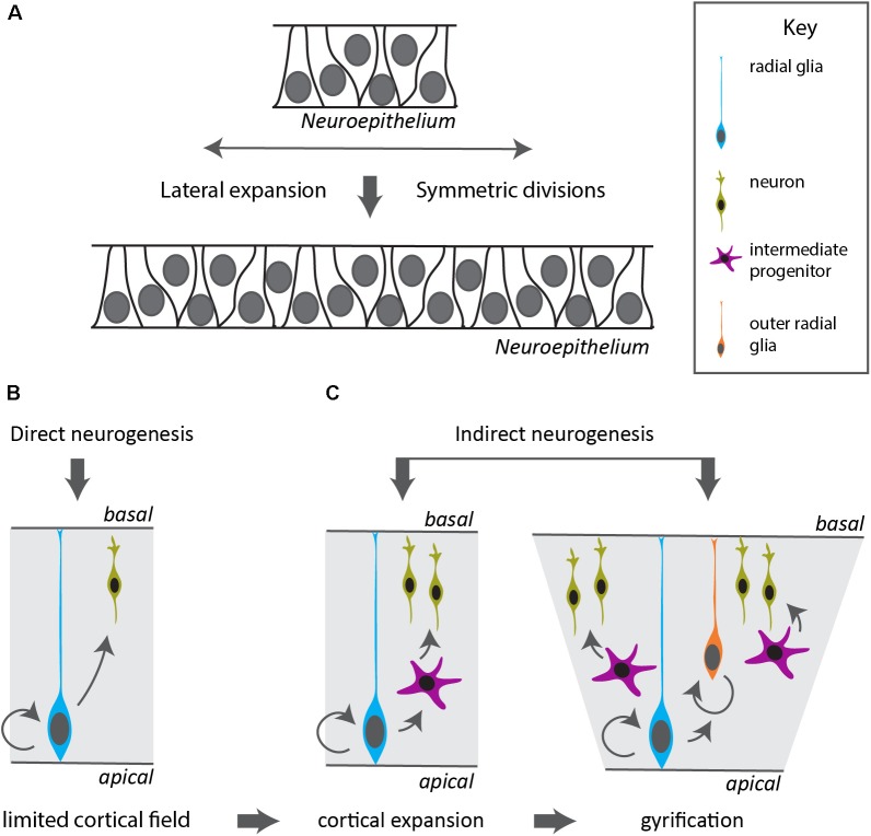 FIGURE 2