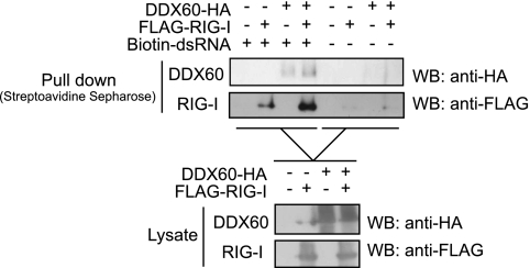 Fig. 10.