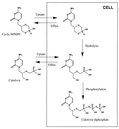 FIG. 5