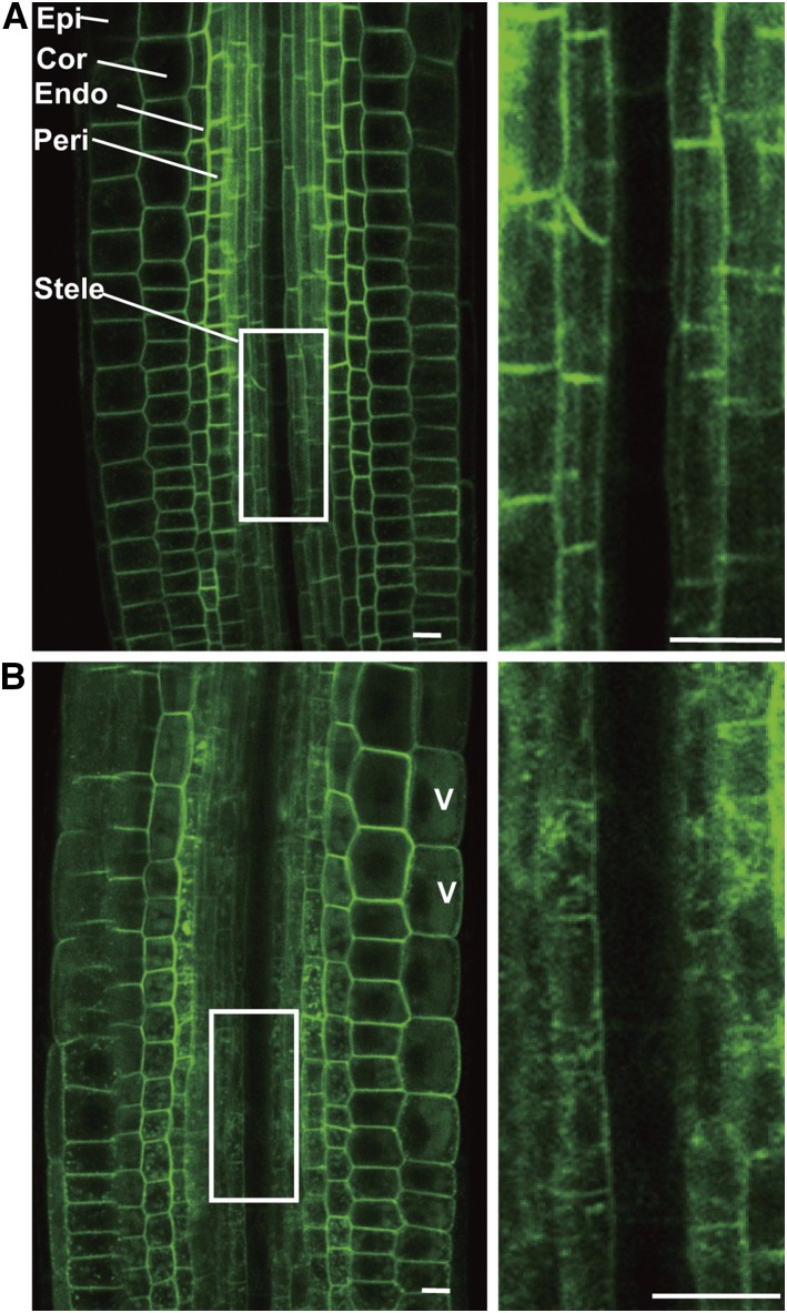 Figure 7.