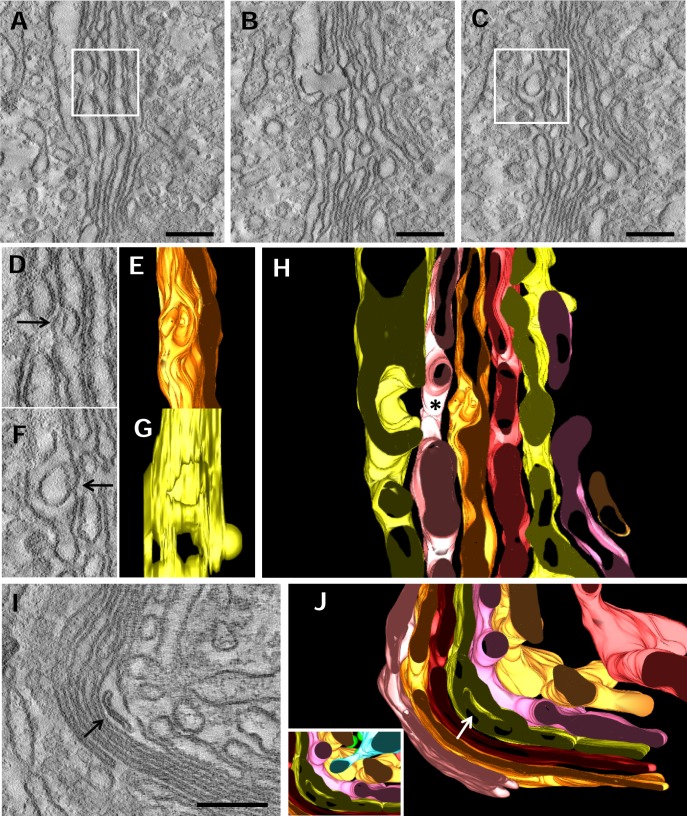 Fig 6