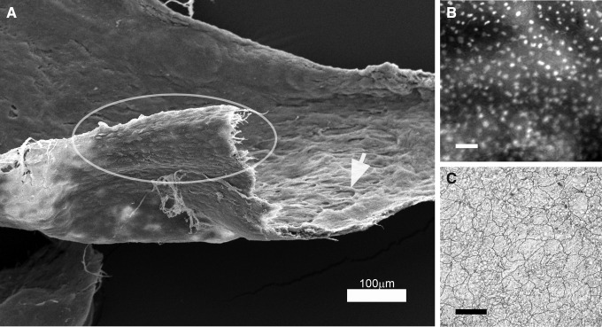 FIG. 5.