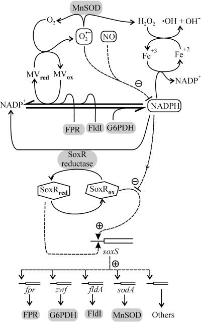 FIG. 4.