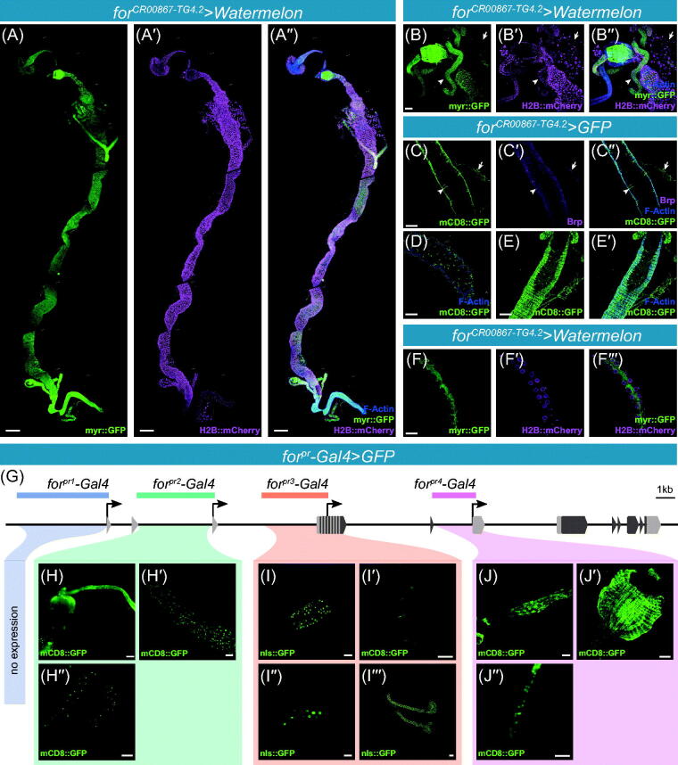 Figure 4.