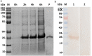 Fig. 3a, b