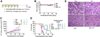 Figure 4. DT2216 increased the antitumor efficacy of gemcitabine in a patient-derived G-68 pancreatic cancer cell xenograft model. A, Representation of the experimental design of the G-68 xenograft study. Tumor-bearing mice were administered Veh, DT2216 (DT), gemcitabine (GEM), or a combination of DT and gemcitabine at the indicated dosing regimen. B, Change in body weight during the course of treatment. C, Graph showing the tumor volume changes in each group after the start of treatment until the control animals were euthanized. Data are presented as mean ± SEM (n  =  7 mice in each group at the start of treatment). Statistical significance was determined by unpaired two-sided Student t test test. **, P < 0.01; ****, P < 0.0001. D, Kaplan–Meier survival analysis with medium survival time of mice in each group. Statistical significance was determined by Mantel–Cox test. *, P < 0.05; **, P < 0.01; ***, P < 0.001. E, Representative H&E staining images of tumors in each treatment group at 200x magnification, scale bar = 50 μm.