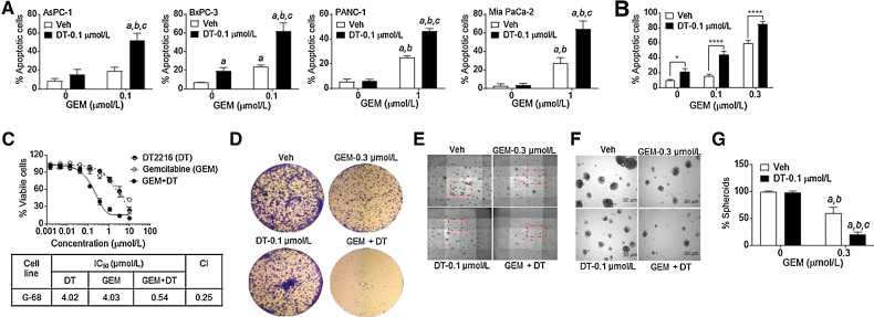 Figure 2. The combination of DT2216 and gemcitabine synergistically kills pancreatic cancer cells in vitro. A, Percentage of total apoptotic cells (the sum of early [Annexin V+] and late [PI+/Annexin V+] apoptotic cells) after the cells were treated with vehicle (Veh) or with the indicated concentrations of DT2216 (DT) or gemcitabine (GEM) alone or in combination for 72 hours. Data are presented as the mean ± SD of four independent experiments for each cell line and condition. a, b and c, P < 0.05 versus. Veh, DT and GEM, respectively. B, Percentage of total apoptotic G-68 primary pancreatic cancer cells after they were treated with vehicle (Veh) or the indicated concentrations of DT or gemcitabine alone or in combinations for 72 hours. Data are presented as mean ± SD (n = 3 independent experiments). *, P < 0.05; ****, P < 0.0001. Representative flow cytometric quadruple graphs for A and B are shown in Supplementary Fig. S2A and S2B, respectively. C, Percentage viability of G-68 cells after they were treated with increasing concentrations of DT, gemcitabine, or their combination (GEM+DT; 1:1 ratio) for 72 hours. The table shows the IC50 values of DT, gemcitabine, or their combination (GEM+DT). IC50 values are shown for a representative experiment out of three independent experiments. The CI value (< 1) indicates a synergy between DT and gemcitabine. D, G-68 cells were treated with the indicated concentrations of DT or gemcitabine alone or in combination for 72 hours followed by incubation in drug-free medium for another two weeks. Crystal violet staining was performed to visualize the colonies. Data are representative images from two independent experiments. E, G-68 cells were seeded in a 48-well plate and allowed 48 hours for spheroid formation before DT and/or gemcitabine treatment. Micrographs (magnification at 50×) of spheroids in the corresponding wells after they were treated with the indicated concentrations of DT or gemcitabine alone or in combination for 10 days are shown. F, Microphotographs (magnification 50×) of spheroids from the marked areas in E. G, Quantification of the number of spheroids from E as a percentage of Veh. a, b and c, P < 0.05 versus Veh, DT, and GEM, respectively. Data presented in E–G are representative of three independent experiments. Statistical significance in A, B, and G was determined by two-way ANOVA with Tukey post hoc test.