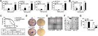 Figure 2. The combination of DT2216 and gemcitabine synergistically kills pancreatic cancer cells in vitro. A, Percentage of total apoptotic cells (the sum of early [Annexin V+] and late [PI+/Annexin V+] apoptotic cells) after the cells were treated with vehicle (Veh) or with the indicated concentrations of DT2216 (DT) or gemcitabine (GEM) alone or in combination for 72 hours. Data are presented as the mean ± SD of four independent experiments for each cell line and condition. a, b and c, P < 0.05 versus. Veh, DT and GEM, respectively. B, Percentage of total apoptotic G-68 primary pancreatic cancer cells after they were treated with vehicle (Veh) or the indicated concentrations of DT or gemcitabine alone or in combinations for 72 hours. Data are presented as mean ± SD (n = 3 independent experiments). *, P < 0.05; ****, P < 0.0001. Representative flow cytometric quadruple graphs for A and B are shown in Supplementary Fig. S2A and S2B, respectively. C, Percentage viability of G-68 cells after they were treated with increasing concentrations of DT, gemcitabine, or their combination (GEM+DT; 1:1 ratio) for 72 hours. The table shows the IC50 values of DT, gemcitabine, or their combination (GEM+DT). IC50 values are shown for a representative experiment out of three independent experiments. The CI value (< 1) indicates a synergy between DT and gemcitabine. D, G-68 cells were treated with the indicated concentrations of DT or gemcitabine alone or in combination for 72 hours followed by incubation in drug-free medium for another two weeks. Crystal violet staining was performed to visualize the colonies. Data are representative images from two independent experiments. E, G-68 cells were seeded in a 48-well plate and allowed 48 hours for spheroid formation before DT and/or gemcitabine treatment. Micrographs (magnification at 50×) of spheroids in the corresponding wells after they were treated with the indicated concentrations of DT or gemcitabine alone or in combination for 10 days are shown. F, Microphotographs (magnification 50×) of spheroids from the marked areas in E. G, Quantification of the number of spheroids from E as a percentage of Veh. a, b and c, P < 0.05 versus Veh, DT, and GEM, respectively. Data presented in E–G are representative of three independent experiments. Statistical significance in A, B, and G was determined by two-way ANOVA with Tukey post hoc test.