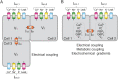 Scheme showing three beta cells coupled via gap-junctions producing coupling currents in addition to those produced by populations of calcium, potassium and sodium channels. Some models also consider the diffusion of other metabolites through the gap junctions.