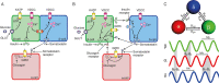 In A., a diagram describes how Briant et al. modeled the paracrine interactions between delta and alpha cells, while beta and delta-cells were coupled via gap-junctions. In B., a graphical description of the model of paracrine interactions between alpha, beta and delta-cells, as modeled by Watts et al., is shown. In C., the oscillatory secretory behavior of alpha, beta and delta-cells is shown, as represented in the model of coupled oscillators by Hoang et al., where paracrine interactions were represented by a single interaction parameter.