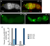 Figure 1—figure supplement 3.