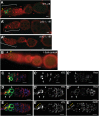 Figure 1—figure supplement 2.