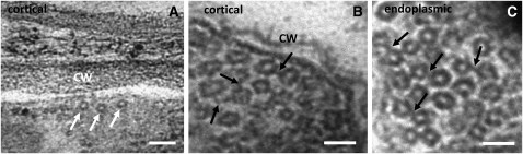 Figure 7.