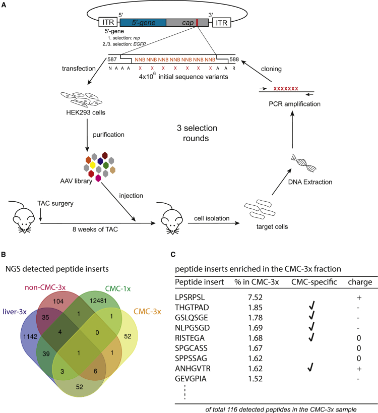 Figure 1