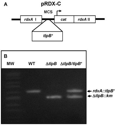 FIG. 6.