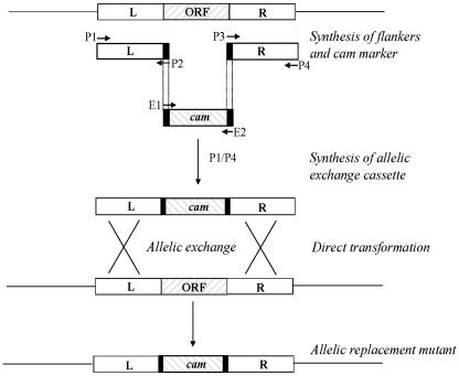 FIG. 2.