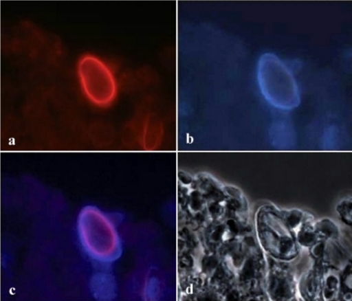 FIG. 2.