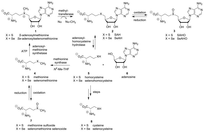 Scheme 1