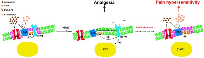 Fig. 8.