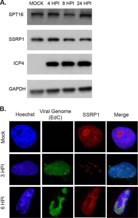 FIG 1 