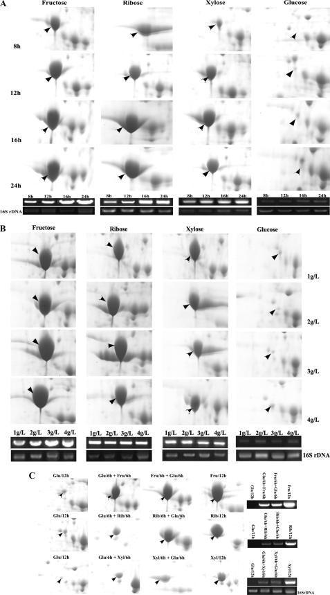 FIGURE 3.