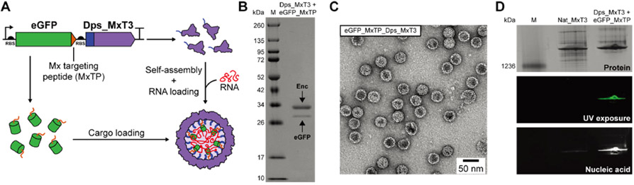 Figure 6.