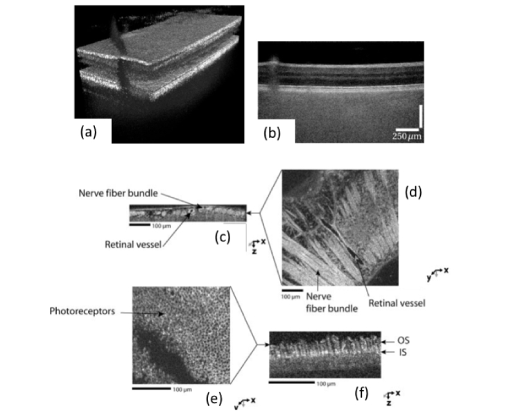 Fig. 8