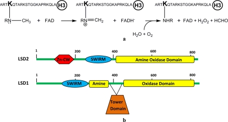 FIGURE 1.