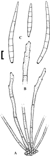 Fig. 40.
