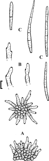 Fig. 159.