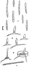 Fig. 166.
