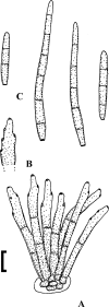 Fig. 97.