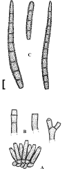 Fig. 49.