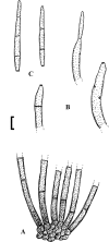Fig. 43.