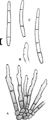 Fig. 59.