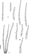 Fig. 65.