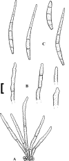 Fig. 45.