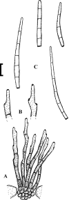 Fig. 20.