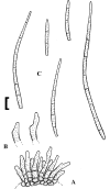 Fig. 77.